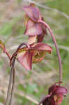 Purple pitcherplant